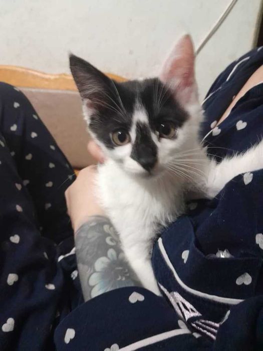 Бесплатно котята