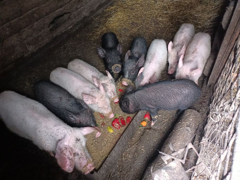Продам поросят село Уварово.