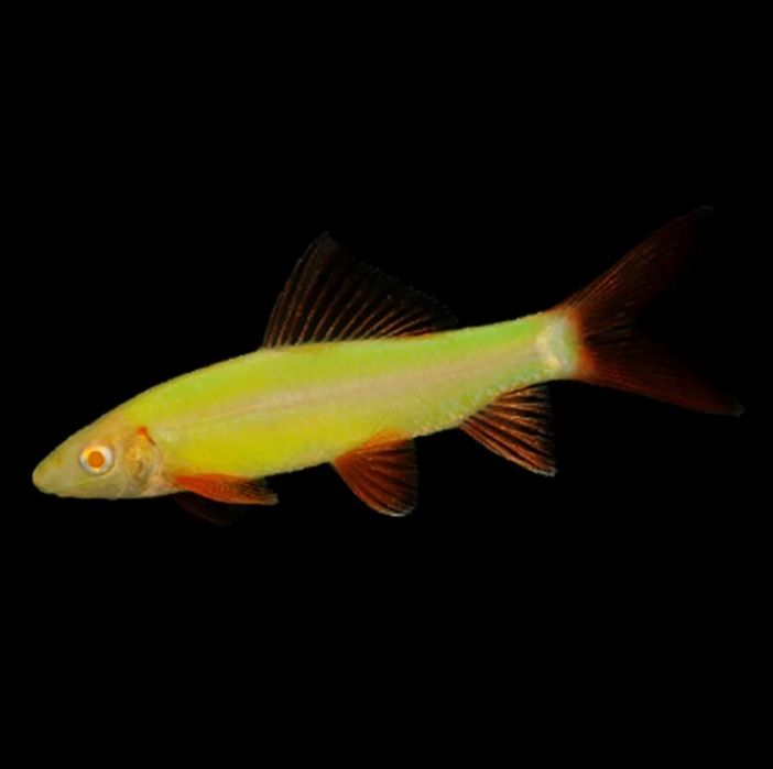 Продам  - лабео гло салат