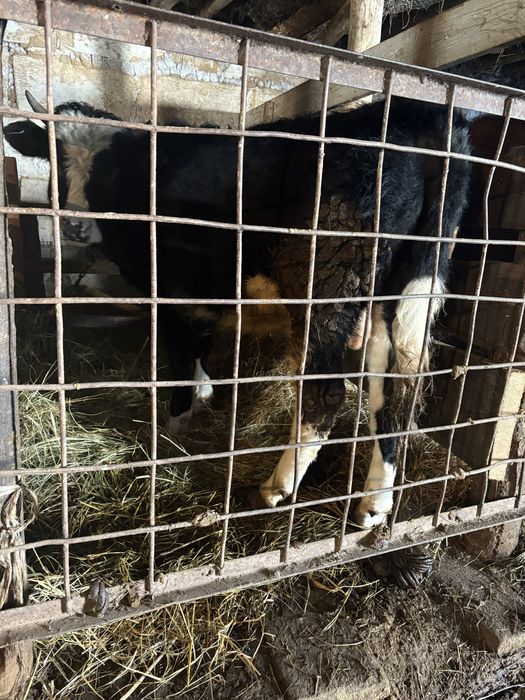 Продам бычка