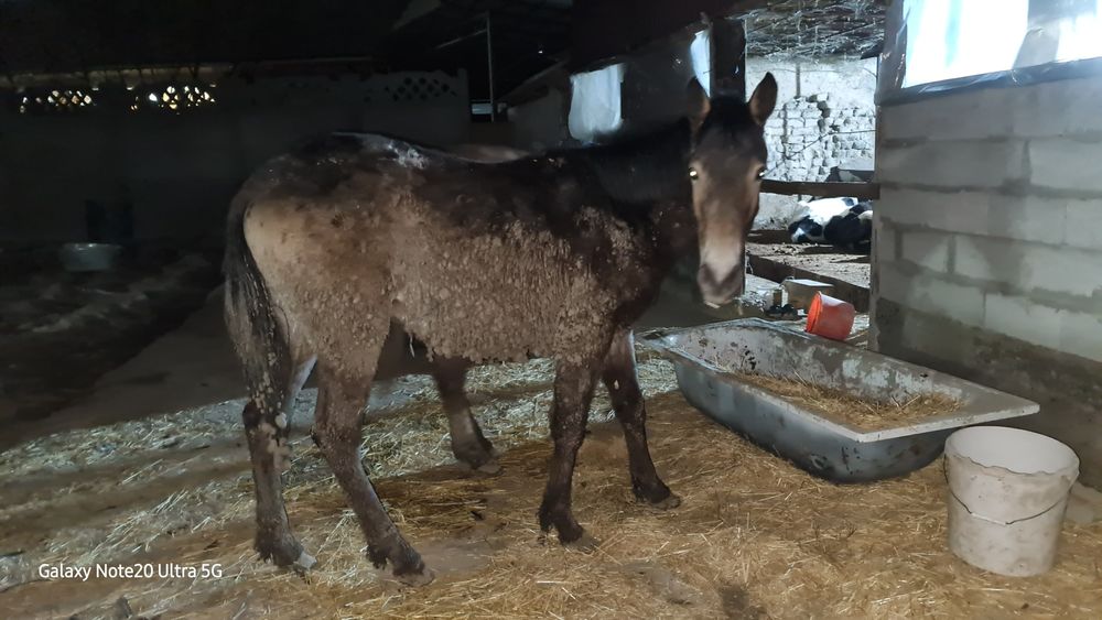 еркек  тай сатылады