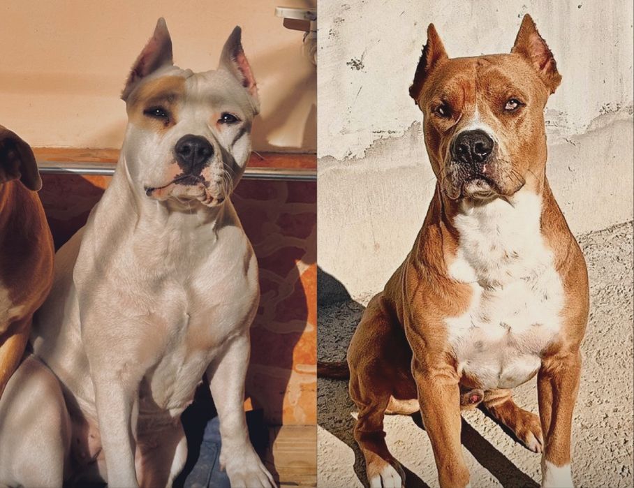 Щенки Стаффордширского терьера