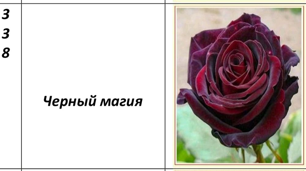 Atirgul koʻchatlari