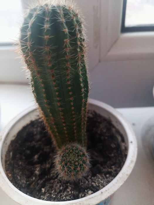 Продам кактус молодой