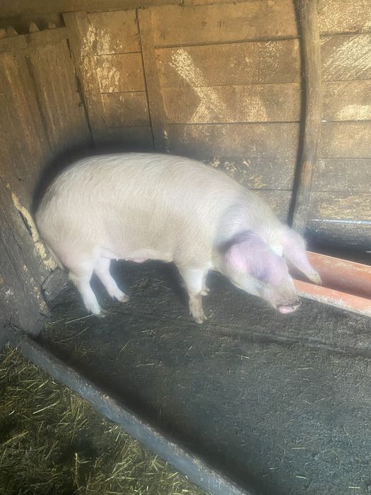 Lemne de foc uscate 130 kg