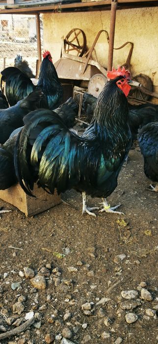 Разплодни яйца от черен австралорп .