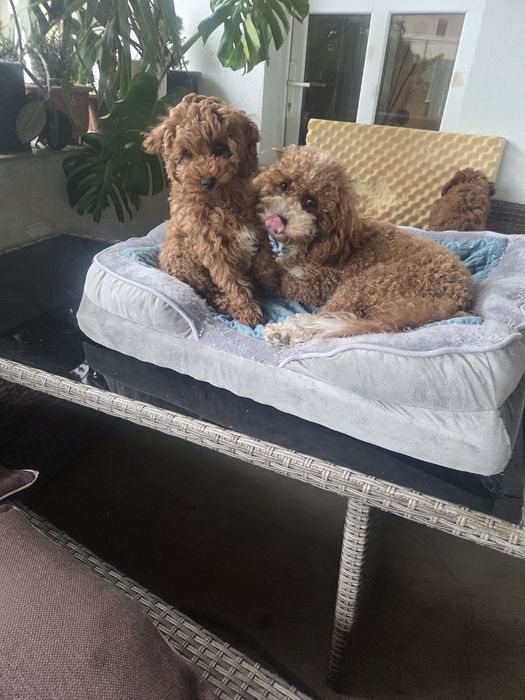 Poodel/ pudel Toy