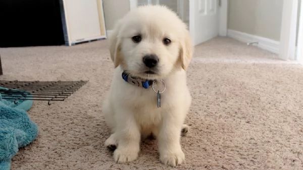 De vânzare Golden Retriever 8 saptamani– Linie de campioni