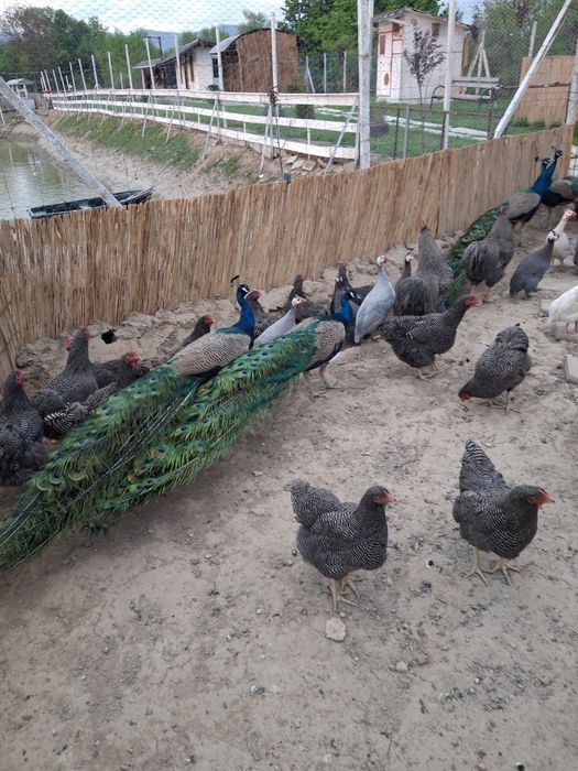 Ștruți și păuni de vânzare.