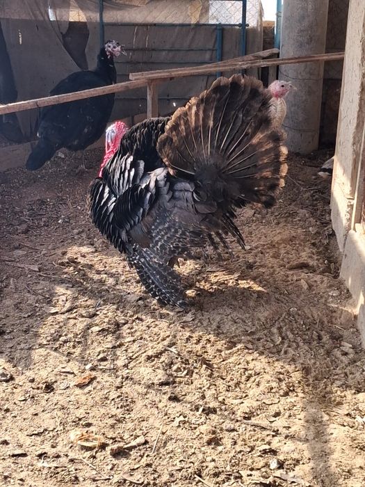 Индуктер сатылады