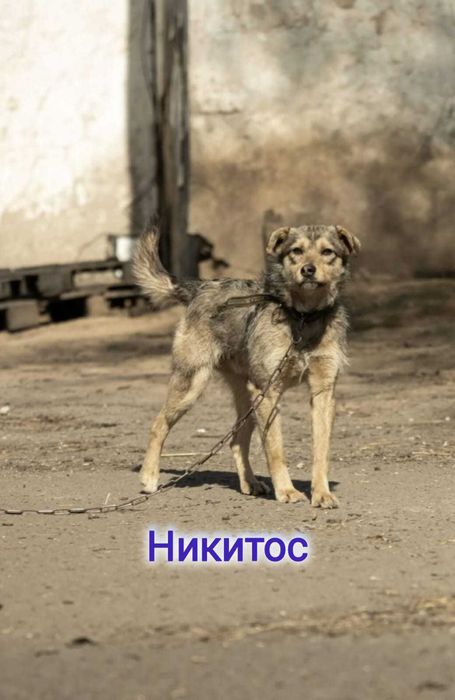 Дарю в добрые и ответственные руки