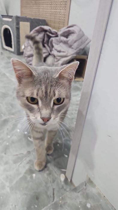 Пристраиваеться в хорошие руки