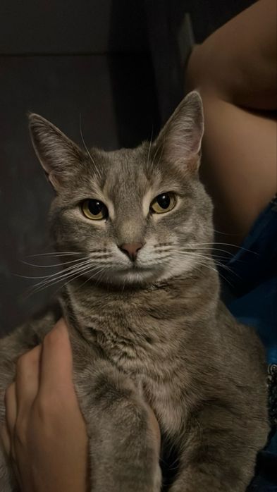 Кошка в добрые руки с обеспечением