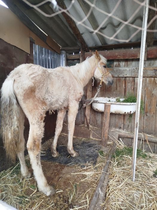 Продается жеребец