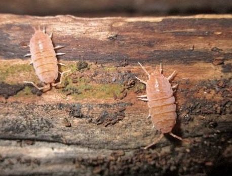 мокрицы Porcellionides pruinosus
