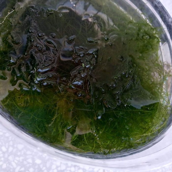 Водни растения за аквариуми