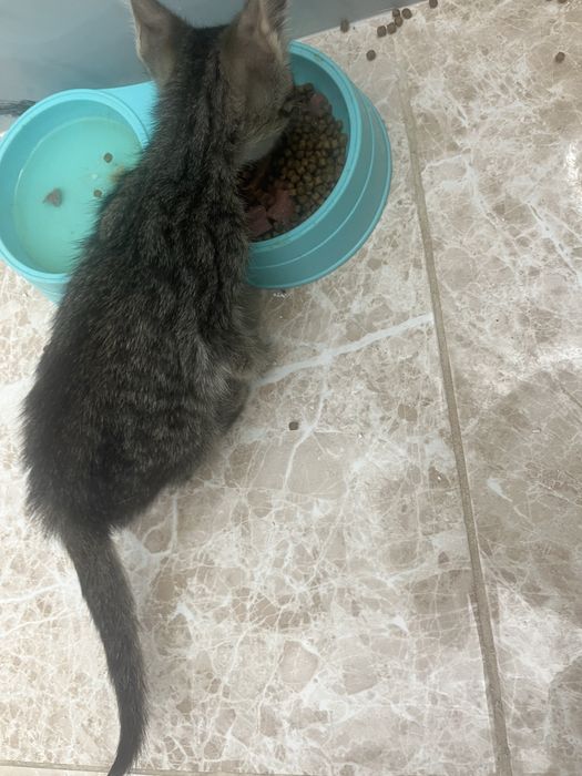 Котенок мальчик ласковый