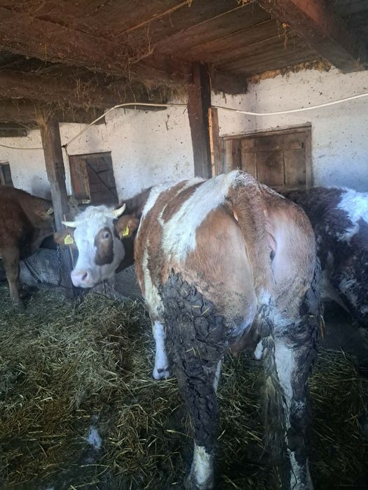 Vând jurincă rasă bălțată de 2 ani gestanta de 7 luni