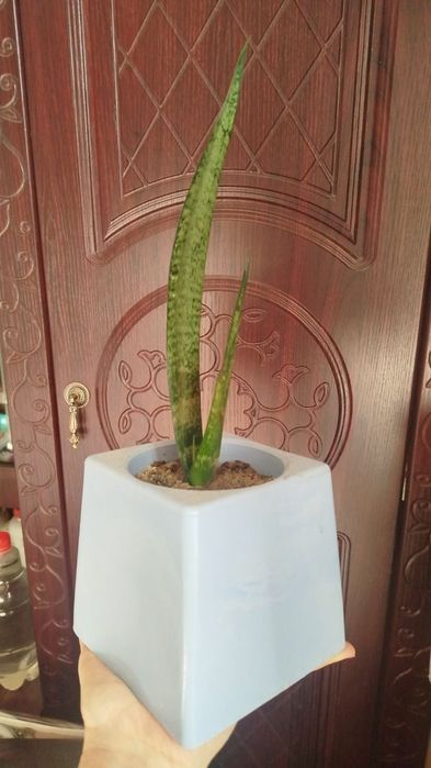 Цветы комнатные, домашние