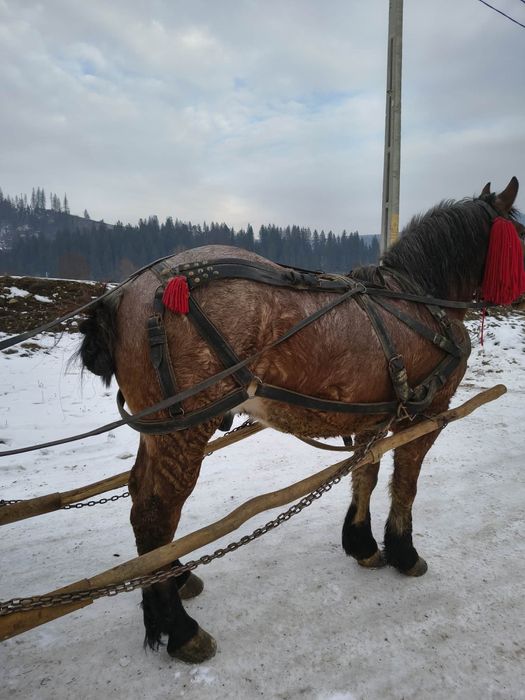 Vând mânz castrat de 2.5 ani învățat!