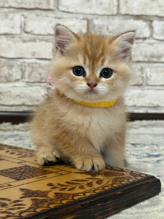 Алиментный котенок Scotish straight от чистокровных родителей