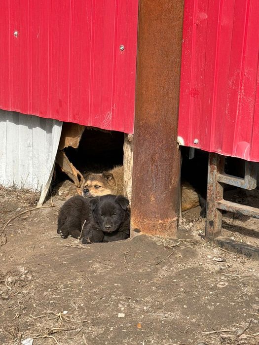 Однам щенят в добрые руки