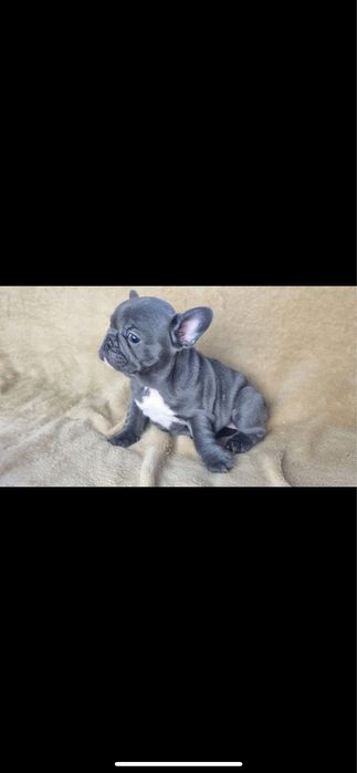 Bulldog francez blue