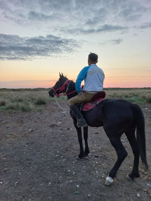 Полукров айгыр сатылады