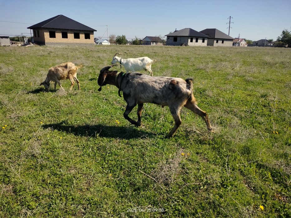 Срочно Теке ешкі козел коза