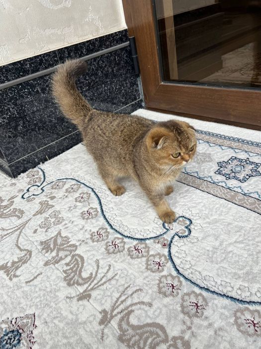 Залатой шиншилла боллари сотилпди.