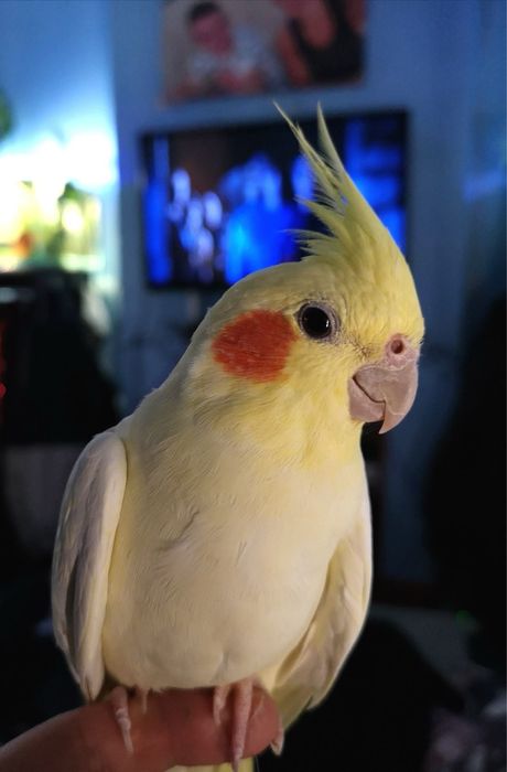 Карелла попугай