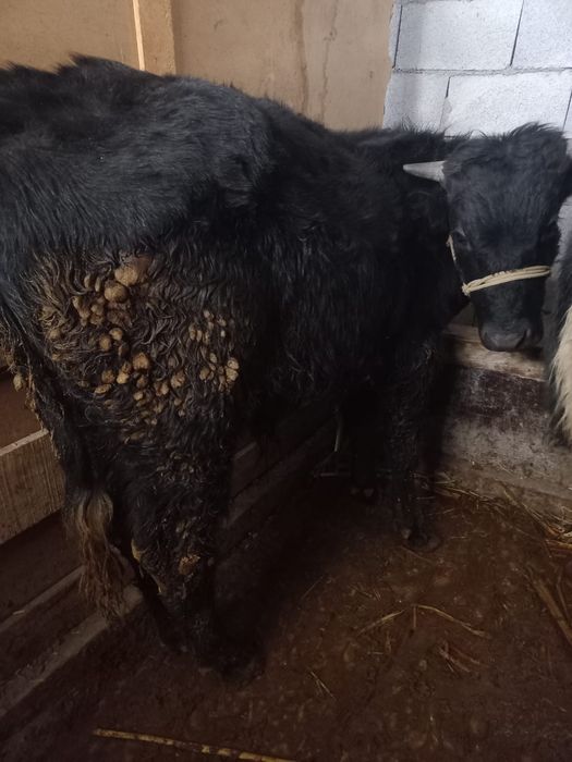 Бычки продам бычки