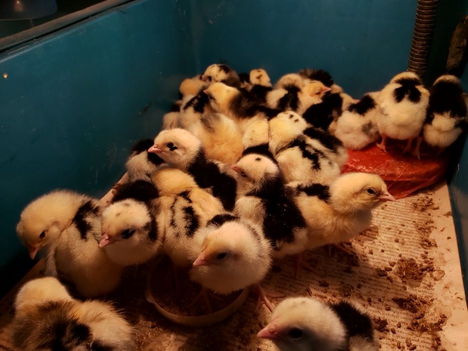 Продам домашних цыплят