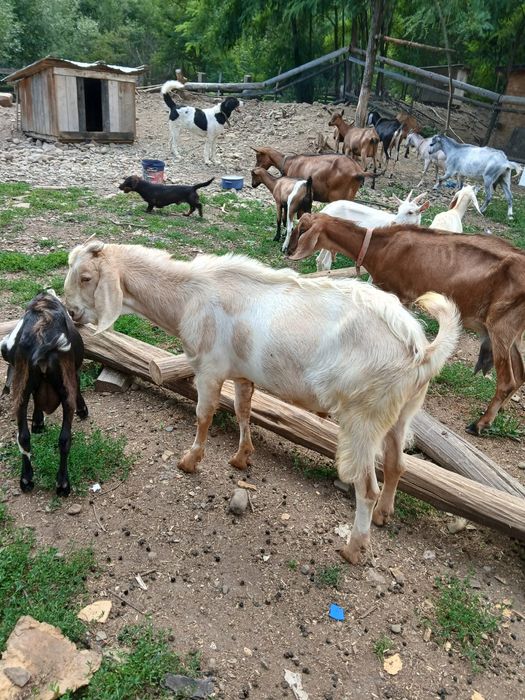 Capre din rasa Anglo-nubian și Alpina Franceză;Țap Anglo-nubian