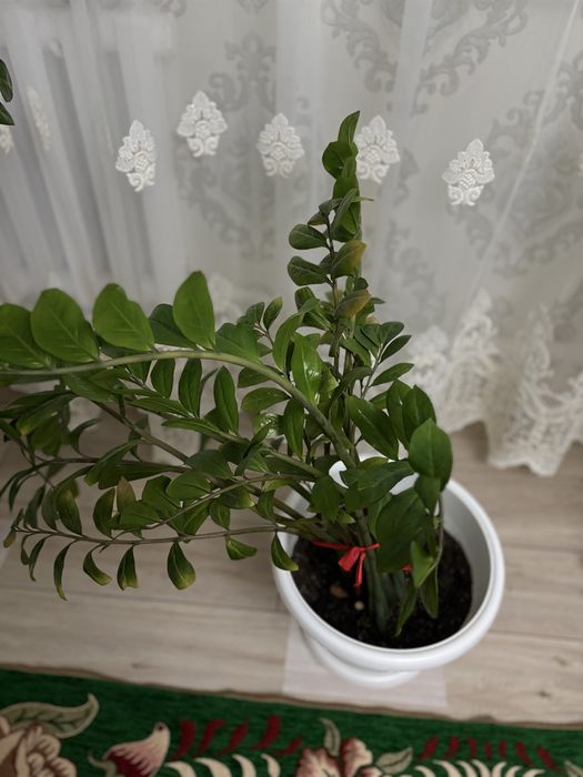 Гүл сатылады (доллар)
