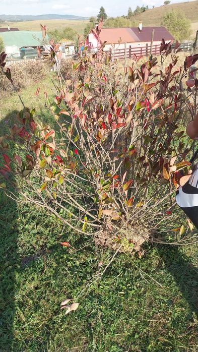 Tufe Aronia pe rod