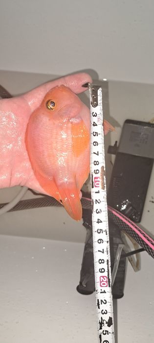 Продам Цихлиду Попугай (Blood Parrot)