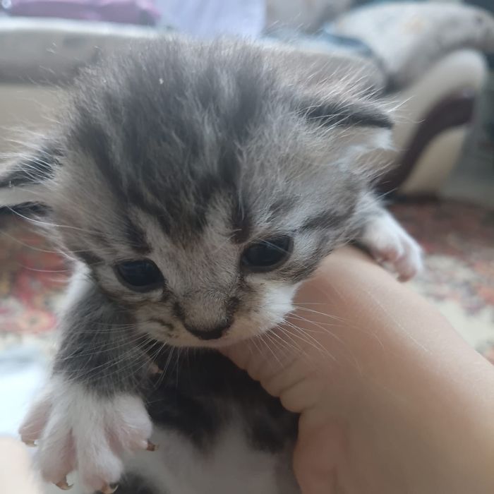 Пристраиваются котятки