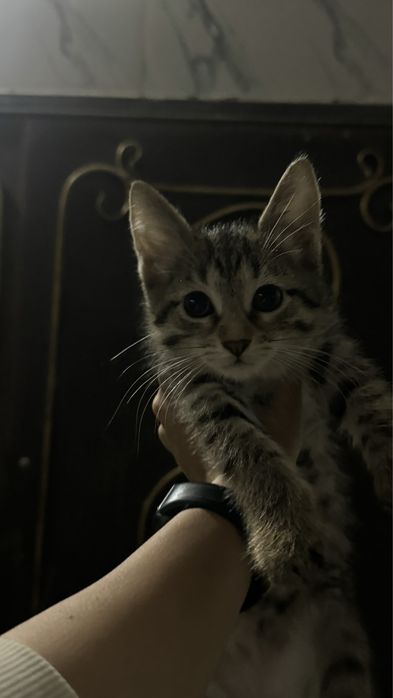 Котенок 2 месяца
