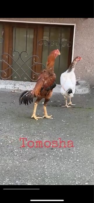 Yapon shamo makiyon sotiladi