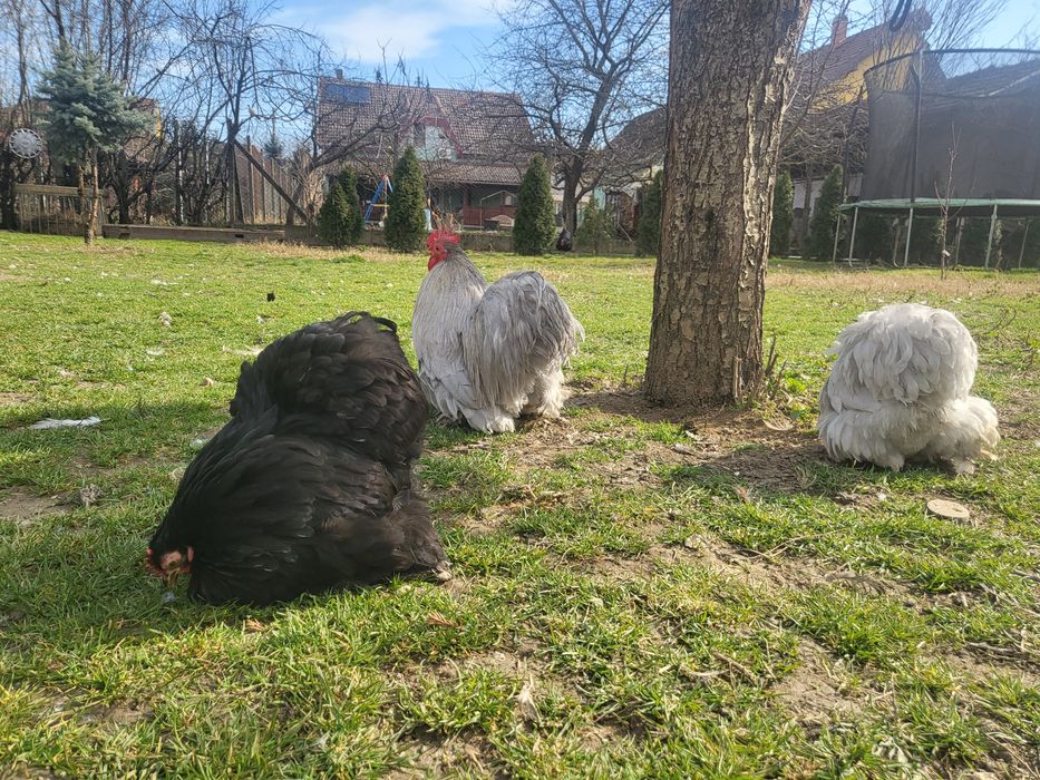 Ouă cochinchina pitic