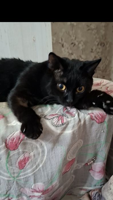 Милый добрый котик Басик в добрые руки!