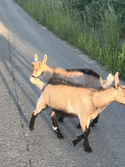 Iezi metis alpin si saanen a