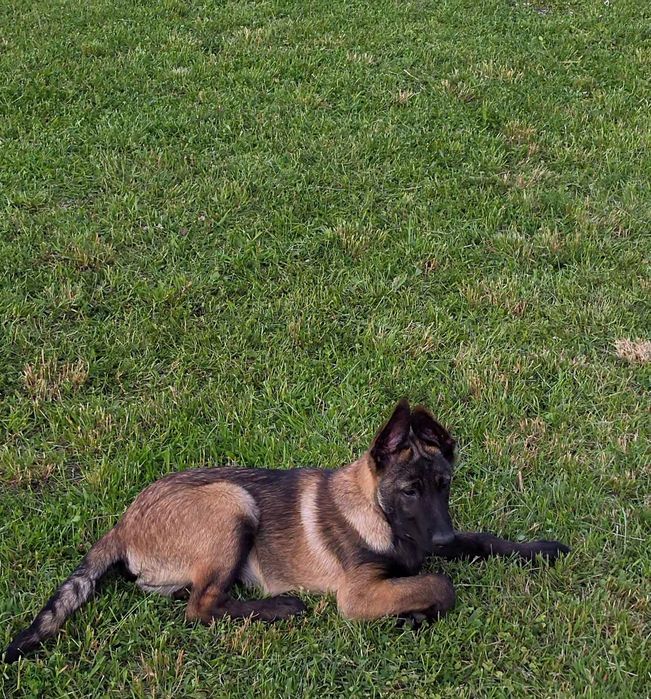 Ciobănesc belgian malinois mascul