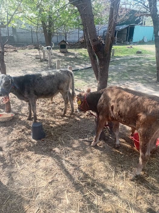 Еркек бузаулар сатылады