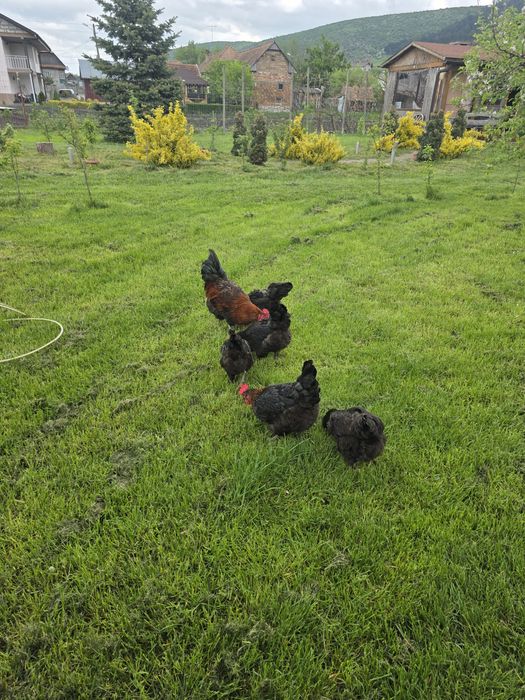 Vand Familie Marans Aramiu 2025  5+1