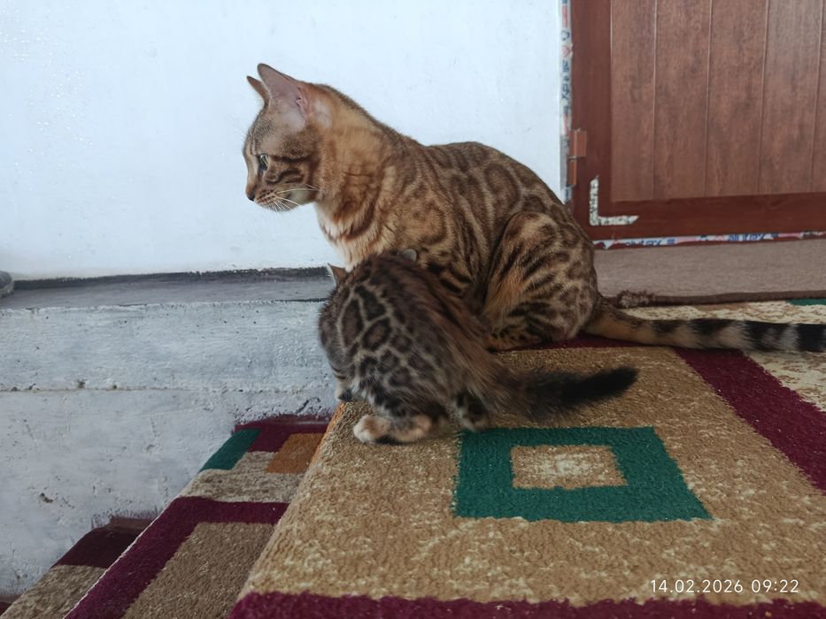 Срочна бингали продаётся