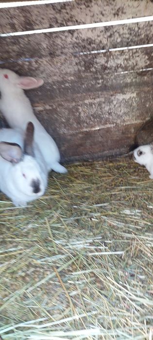 Vand iepuri și rate mute