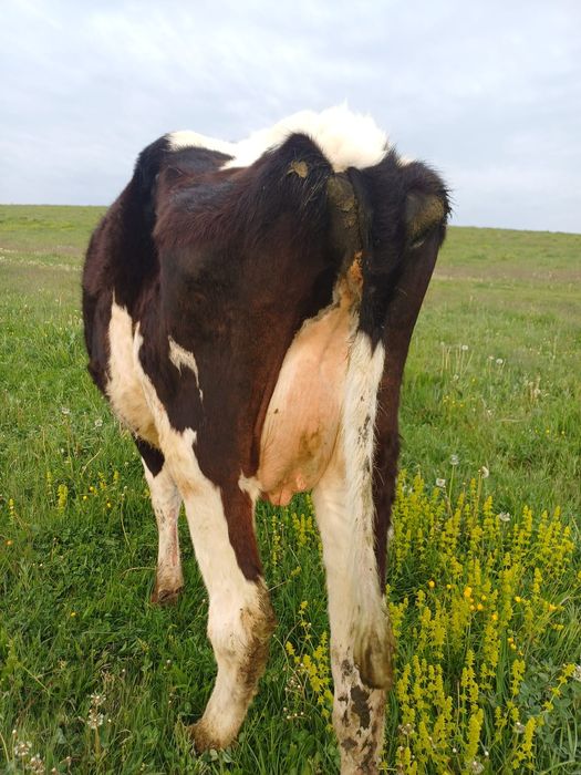 Vaca de vanzare ..