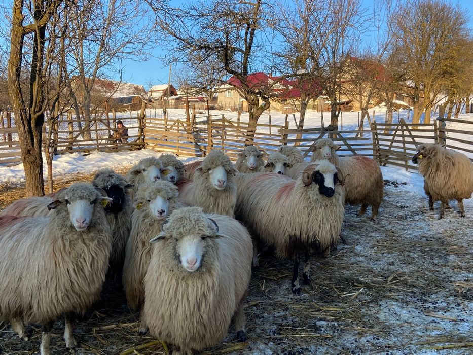 Vând oi și capre tinere
